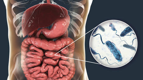 Computer illustration showing close-up view of cholera bacteria (Vibrio cholerae) in small intestine