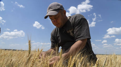 A farmer inspects his wheat crop in a field in the Donetsk People's Republic, June 21, 2022 © AP / Efrem Lukatsky