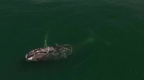 Russian rescuers racing to save rare whale tangled in net