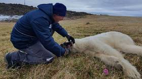 Russian scientists save tongue-tied polar bear