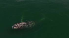 Russian rescuers racing to save rare whale tangled in net