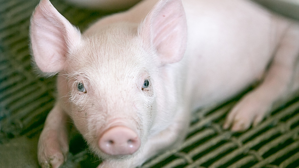Useless pigs’ organs partially revived – examine — RT World Information