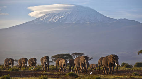 FILE PHOTO: Adult and baby elephants are seen walking near Mount Kilimanjaro, Africa's tallest mountain, in Tanzania.