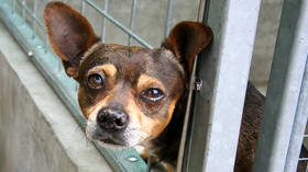 Pets at risk as broke Brits cut costs – RSPCA