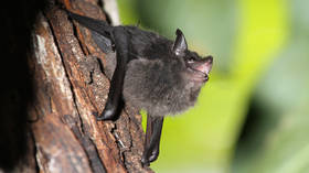 Bats not to blame for Covid-19 – Israeli study