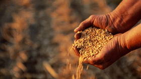Ukrainian grain prices undercut EU farmers – WSJ