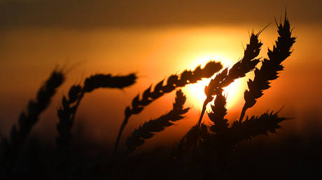 Wheat ears to be harvested in Russia's Krasnoyarsk region.