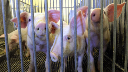 Govt. animal torture, No New Animal Labs, animal abolition & Naomi Wolf
