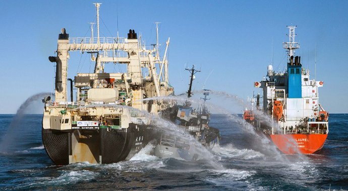 The Sea Shepherd ship Bob Barker (C) sandwiched between Japanese whaling ship Nisshin Maru (L) and whaling fleetÐ¢s fuel tanker. (AFP Photo)