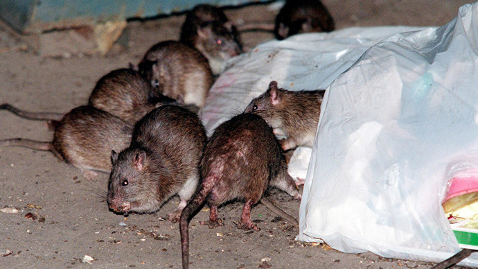 Desperate New York City authorities to sterilize rats