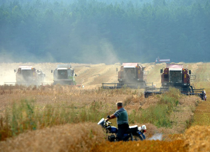 A Belarusian man watches as combine harvesters work in a wheat field in Yurievo, some 75 km north from Minsk. (AFP Photo / Viktor Drachev)