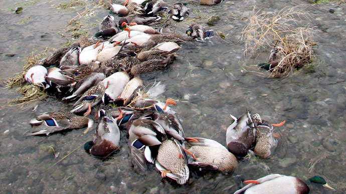 1,000 dead ducks found in Chinese river as pig clean-up reaches 16,000