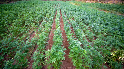 Legal marijuana grower readies for two-year federal prison sentence
