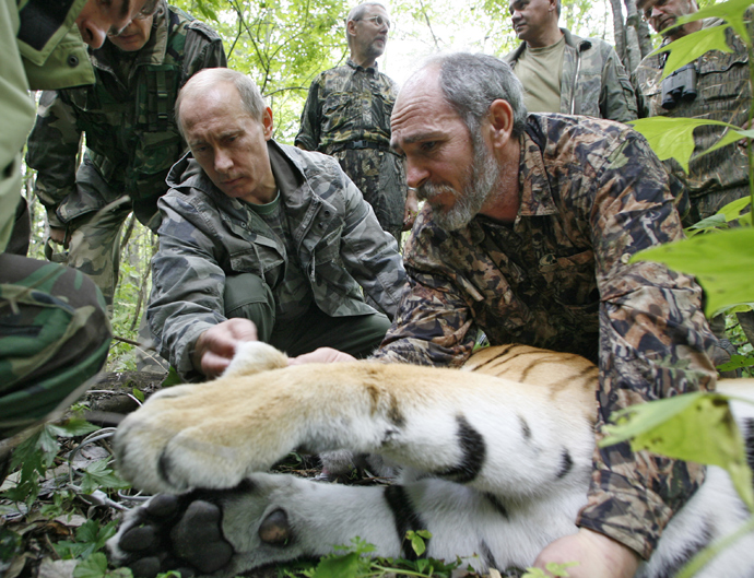 Vladimir Putin, left, and Senior Researcher of the Ecology and Evolution Problems Institute of the Russian Academy of Sciences Viktor Lukaretsky, right, looking over a five year-old tigress, temporarily immobilized by scientists, during a visit to the Ussuri Reserve in the Far East (RIA Novosti / Alexsey Druginyn) 