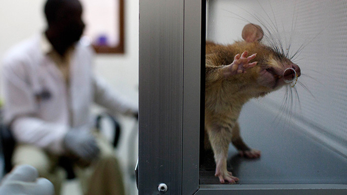 Bioengineering breakthrough? US researchers successfully implant lab-grown rat kidney