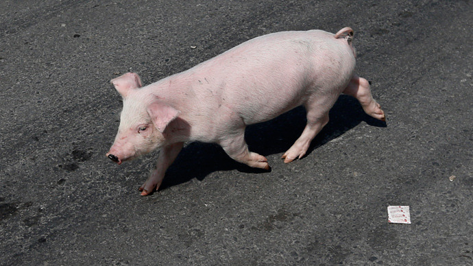 British ‘Pig 26’ in drive to create disease-resistant GM animals