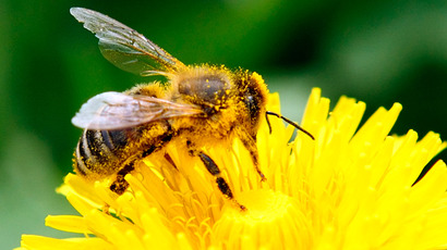 Insecticides cause honeybee colony collapse, study shows