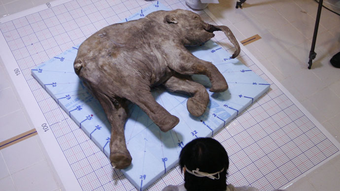 The carcass of the baby mammoth, named Lyuba, found in 2007 / RIA Novosti