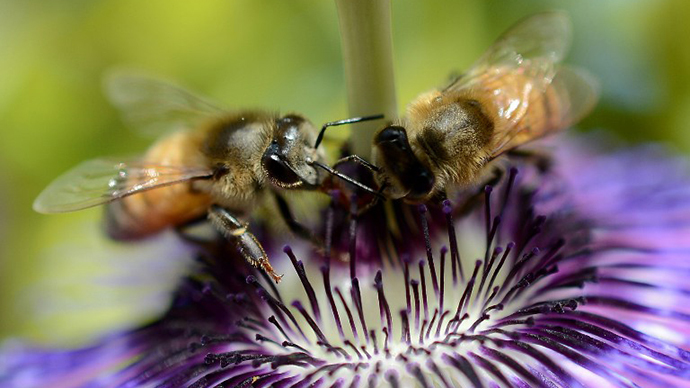 50,000 dead Oregon bees to be honored in memorial service