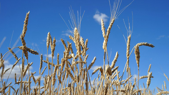 Another win for Monsanto: US raises allowable levels of company’s pesticide in crops