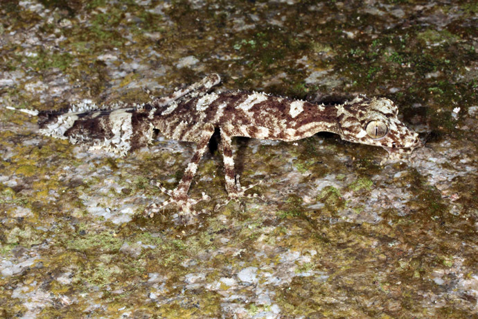 An undated handout photo taken by Conrad Hoskin of James Cook University Queensland and released on October 28, 2013 shows a Saltuarius eximius in the rugged Cape Melville mountain range, northeastern Australia's Cape York Peninsula. (AFP Photo/JCUQ)