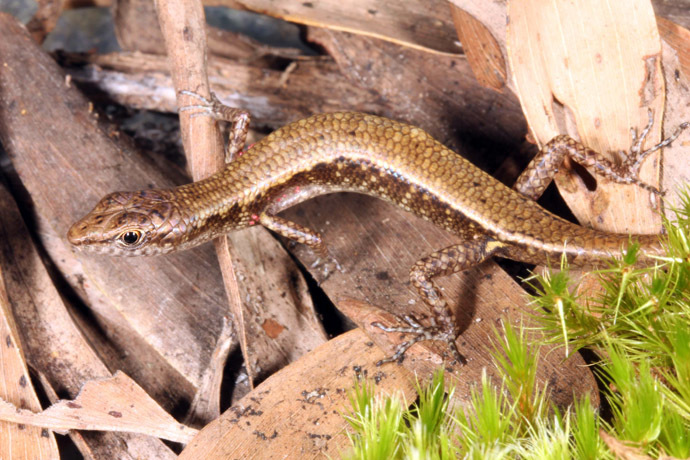 An undated handout photo taken by Conrad Hoskin of James Cook University Queensland and released on October 28, 2013 shows a new shade skink in the rugged Cape Melville mountain range, northeastern Australia's Cape York Peninsula. (AFP Photo/JCUQ)