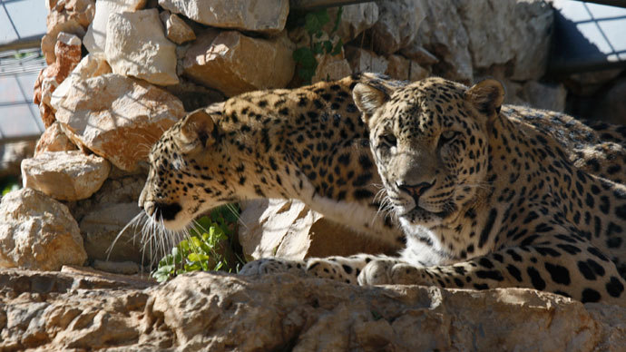 Persian leopard.(Reuters / Baz Ratner)