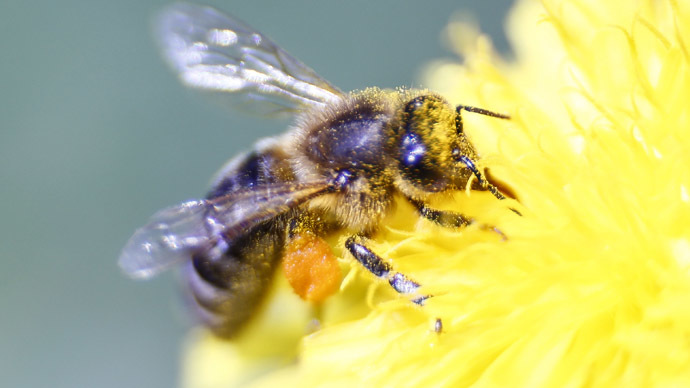 5,000 bees chilled, shaved and microchipped in Australian study to prevent killer diseases