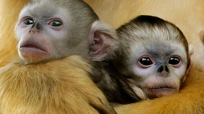 First custom monkeys created through precision genetic manipulation