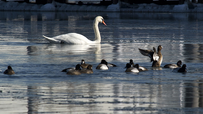 Swanocide? New York mulls cull of 'invasive' swans