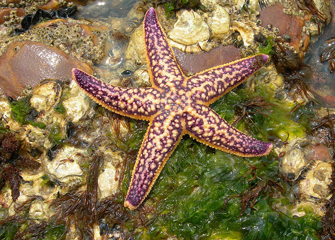 Northern Pacific seastar (Image from wikipedia.org)