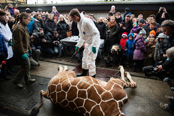 People look on as a veterinarian prepares to dismember the giraffe Marius after it was killed in Copenhagen Zoo February 9, 2014.(Reuters / Kasper Palsnov)