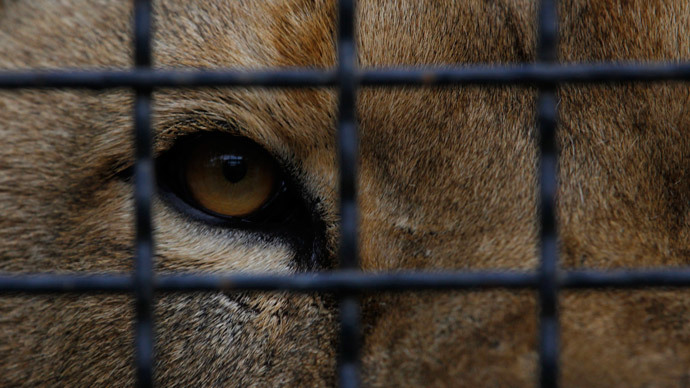 Thousands of zoo animals killed in Europe every year