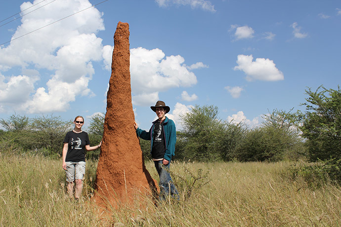 A colony of termites (image from http://cdn.physorg.com)