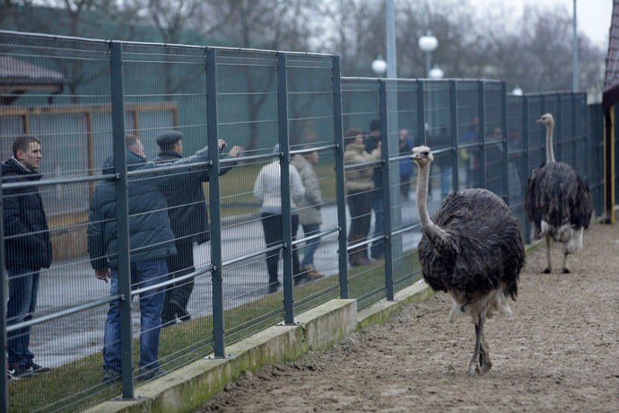 Anti-government protesters and journalists look at ostriches kept within an enclosure on the grounds of the Mezhyhirya residence (Reuters / Konstantin Chernichkin) 