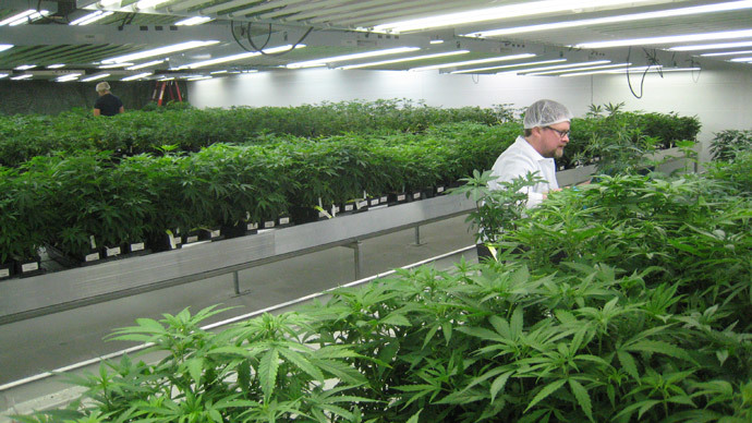 Medical marijuana workers start unionizing with government help