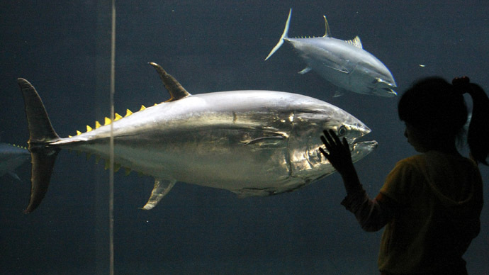 Deepwater Horizon oil spill cause fatal heart defects in tuna - study