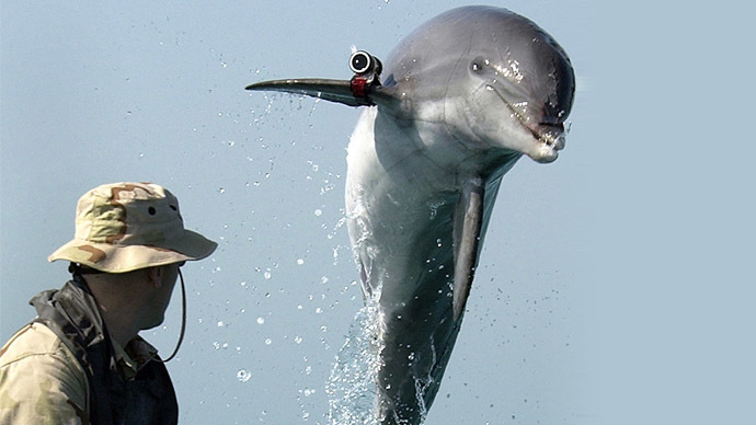US Navy to deploy combat dolphins for Black Sea military drills – report
