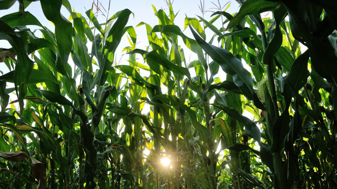 Climate change reducing nutrition in staple foods - study