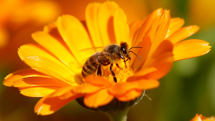 US honeybee population suffers 'unsustainable' death rate over the winter