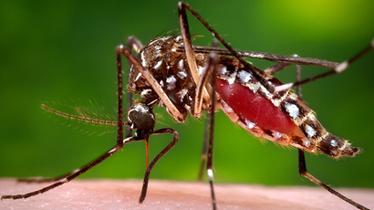 500,000 people ill with mosquito-borne virus in Dominican Republic