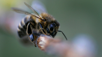 Bee careful: UK garden centers urged to drop popular pesticide to protect honeybees
