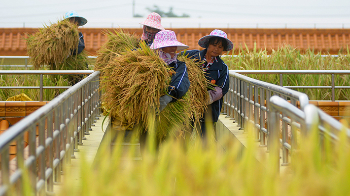 End of the line: GMO production in China halted