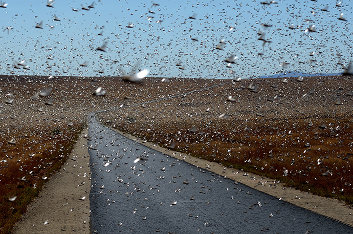 A swarm of the Red Locusts 20 kilometres north of the town of Sakaraha, south west Madagascar (AFP Photo / Bilal Tarabey)