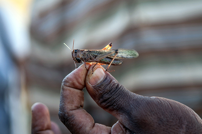A member of the technical team of the Food and Agriculture Organization of the United Nations (FAO), holds a locust at a FAO camp in Tsiroanomandidy, Madagascar (AFP Photo / Rijasolo)