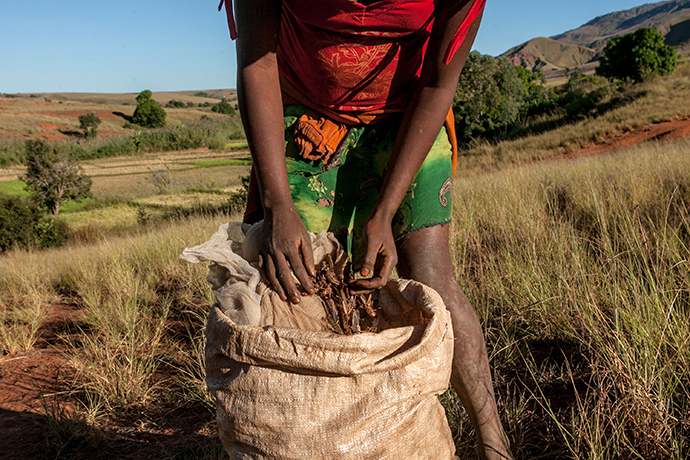 A farmer from Amparihibe village shows a bag full of locust which will be used to feed pigs, on May 7, 2014 in Tsiroanomandidy, western Madagascar (AFP Photo / Rijasolo)