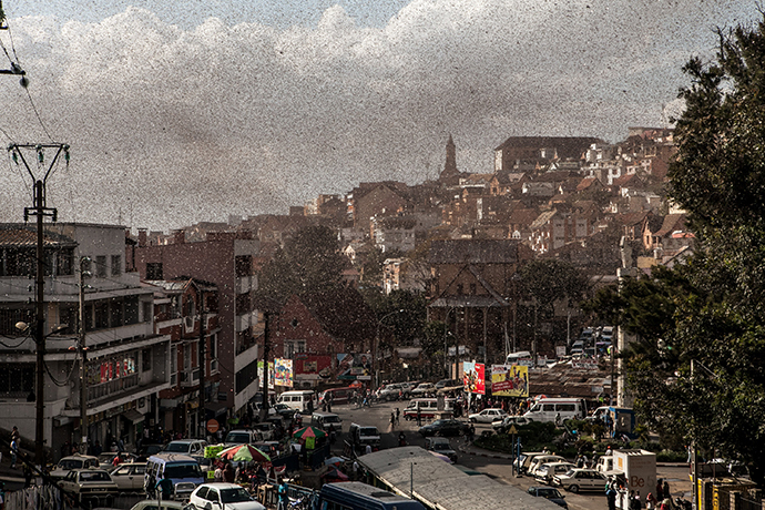 A swarm of locusts invades the center of Madagascar capital Antananarivo on August 28, 2014 (AFP Photo / Rijasolo)