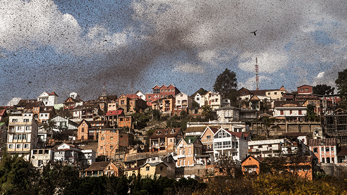 Biblical scenes: Billions of locusts descend onto Madagascar capital (PHOTOS)