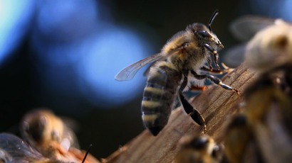 Honeybee antibiotics? Fresh honey ‘key’ to beating drug-resistant infections, scientists say