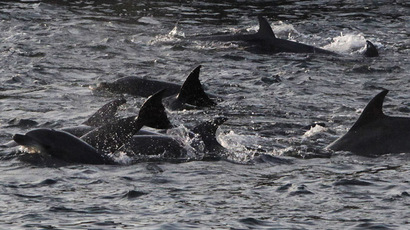 Crimean combat dolphins 'transferred to Russian military control'